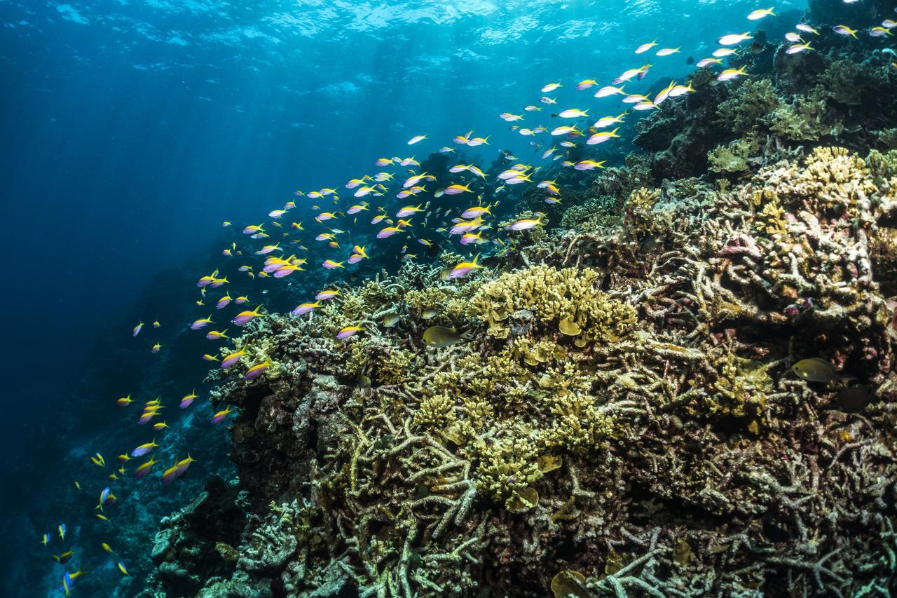 Mercure Maldives Kooddoo Adults-Only Resort - 35 Percent Off Return Domestic Transfers For Two Adults Until September Viligili Buitenkant foto